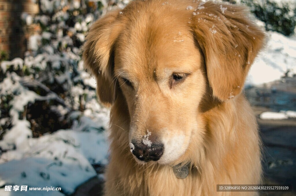 雪中金毛犬