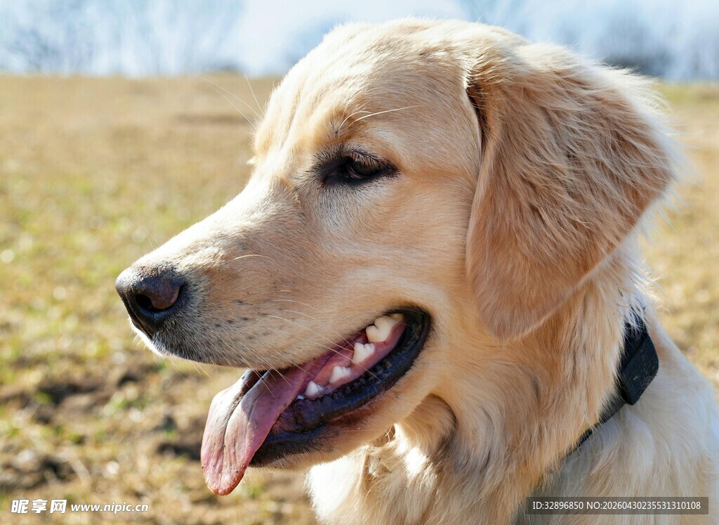 阳光下的金毛犬