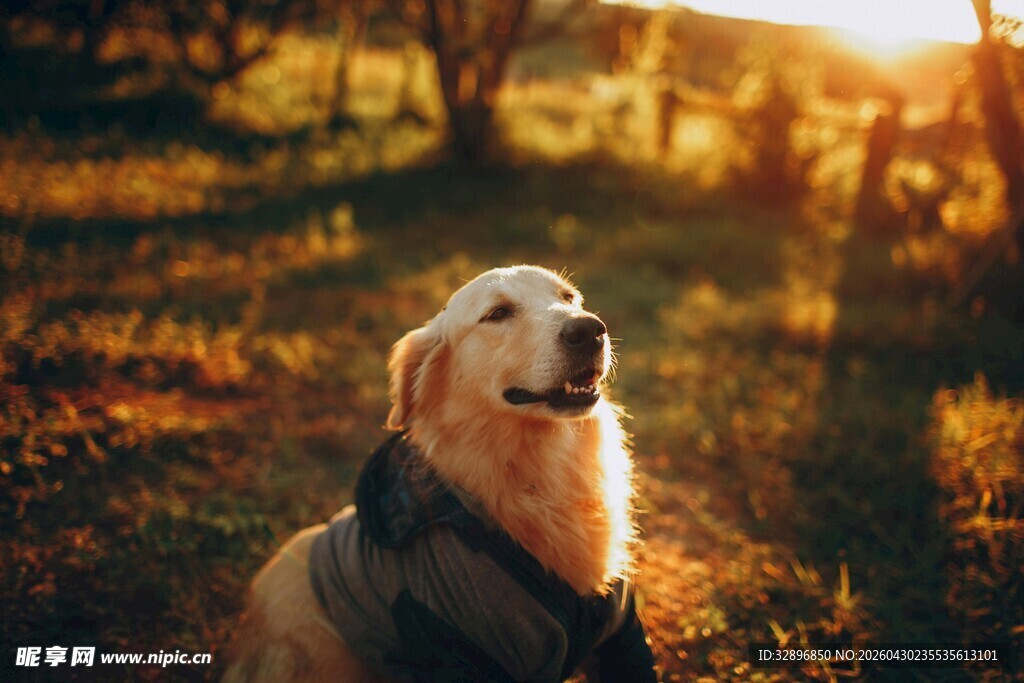 夕阳下的金毛犬