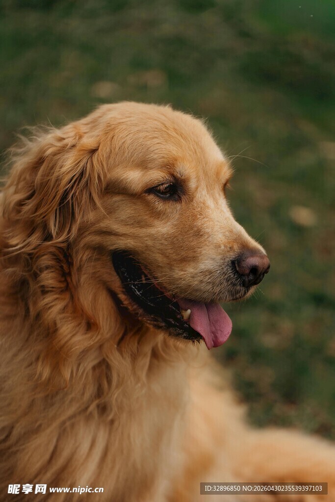 阳光下惬意的金毛犬