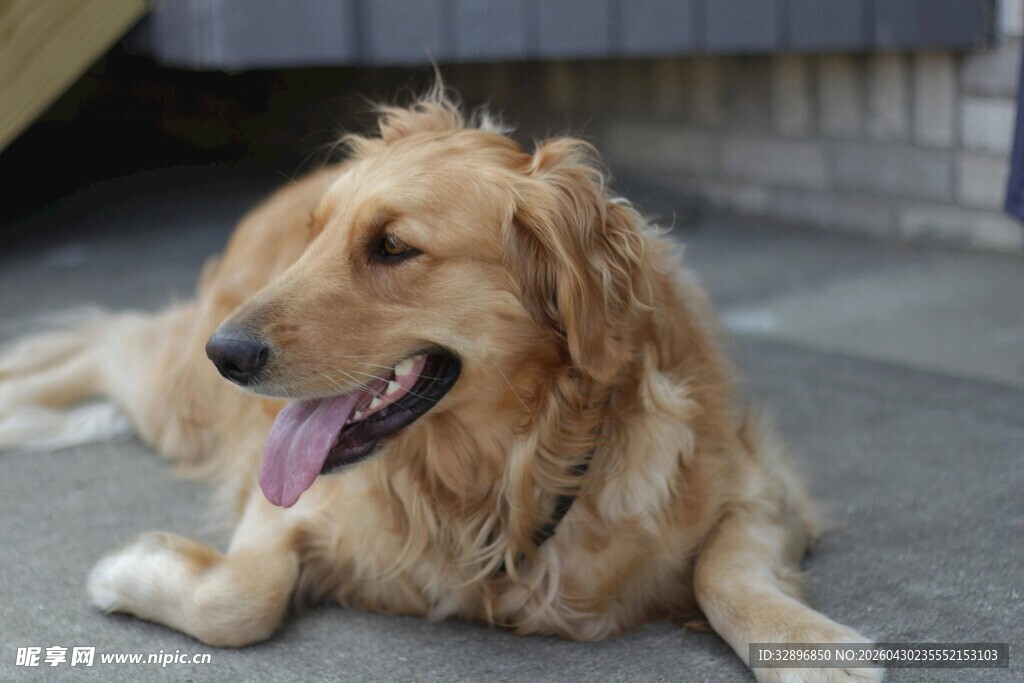 趴着的金毛犬