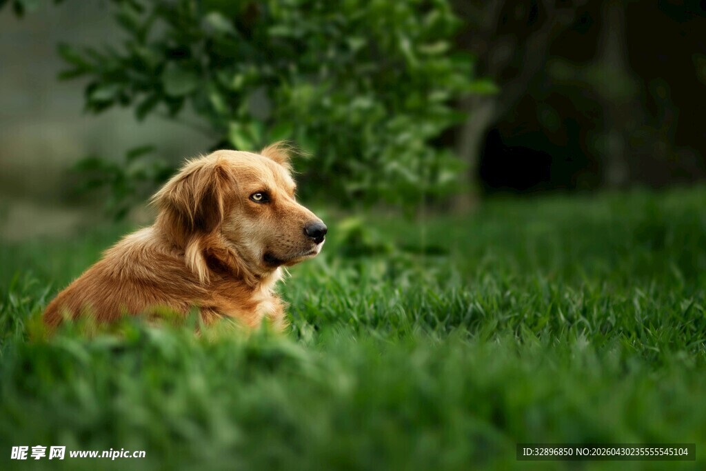 草地上休憩的可爱金毛犬
