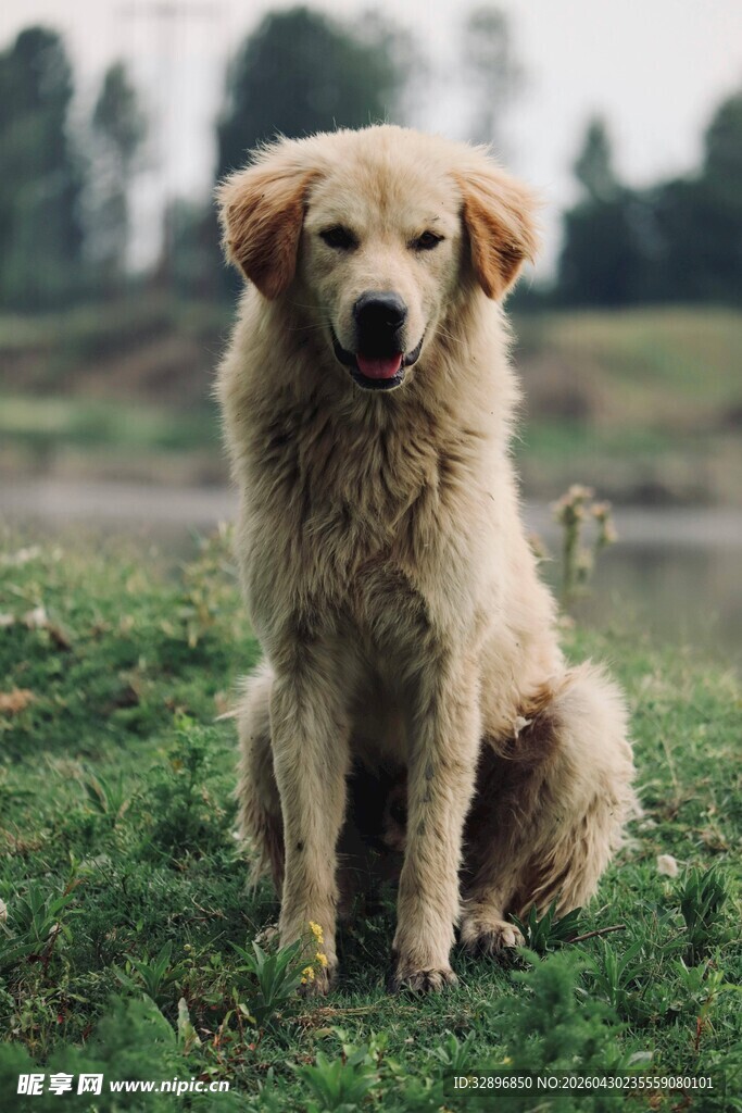草地上坐着的可爱金毛犬
