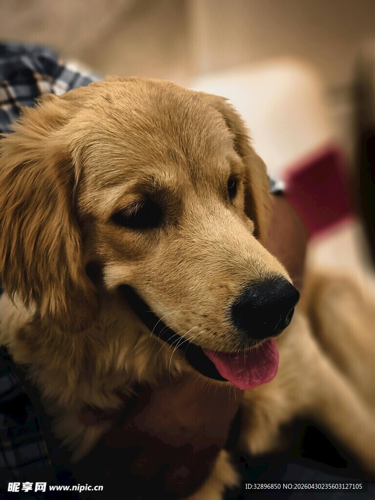 可爱金毛犬温柔惬意模样