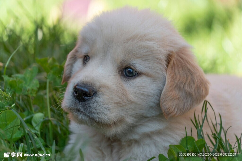 草地上的可爱小金毛犬