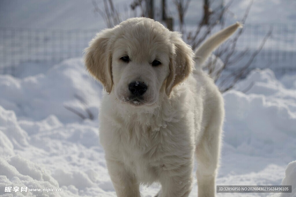 雪地中的可爱小金毛犬
