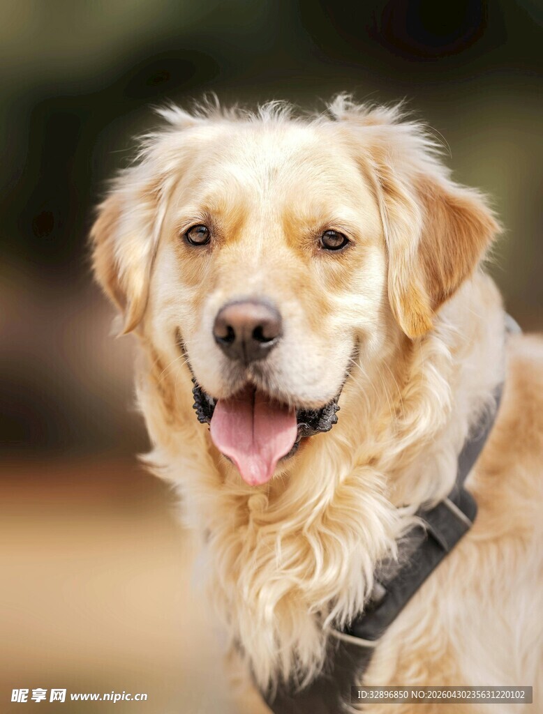 可爱金毛犬
