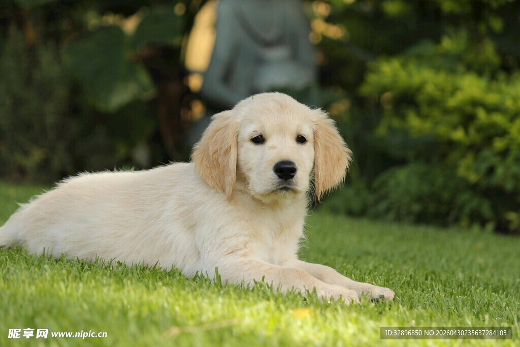 草地上的可爱金毛幼犬