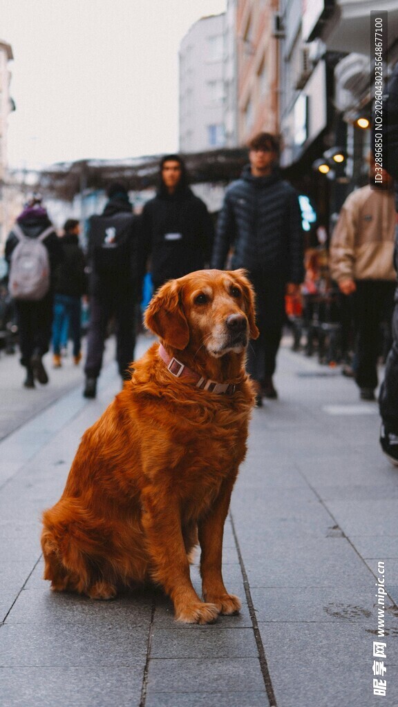 街头独坐的金毛犬