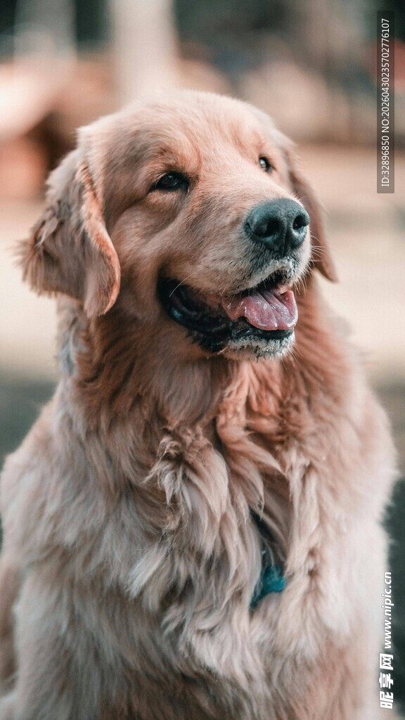 可爱金毛犬