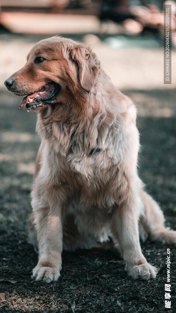 金毛犬坐于草地