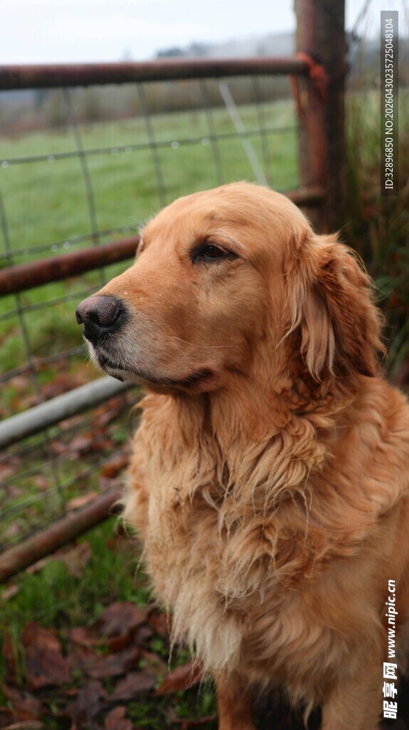 户外的金毛犬