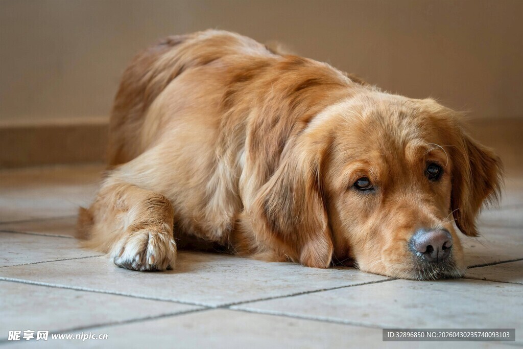 趴着的金毛犬