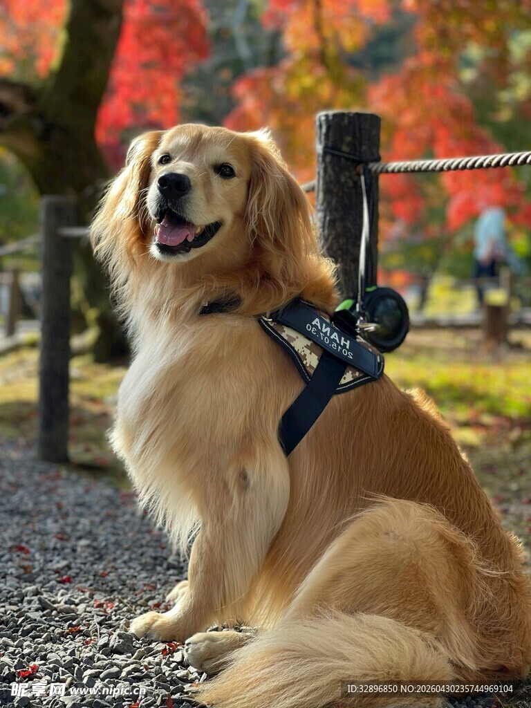 秋日萌犬户外惬意瞬间