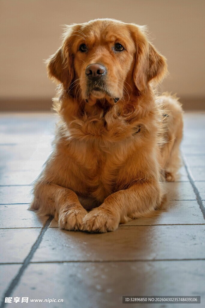 趴地的金毛犬