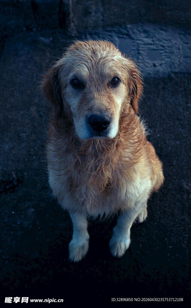 可爱金毛犬安静蹲坐