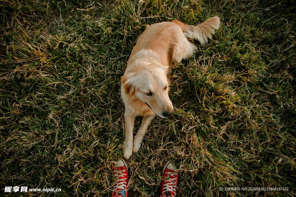 草地上趴着的可爱金毛犬