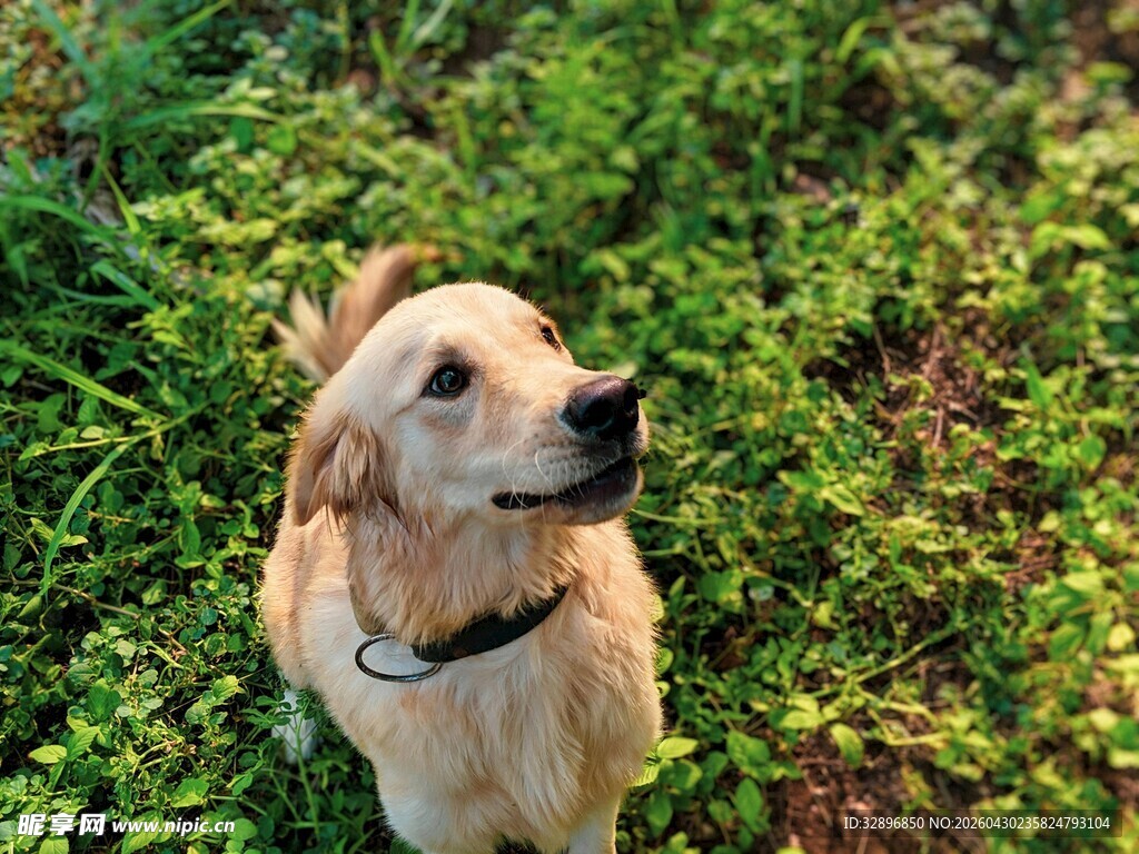 草地上的可爱金毛犬