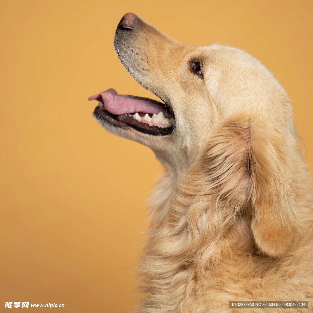 仰头微笑的金毛犬