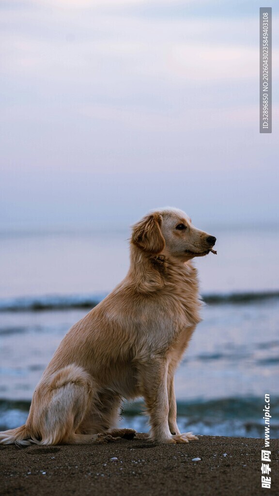 海边静坐的金毛犬