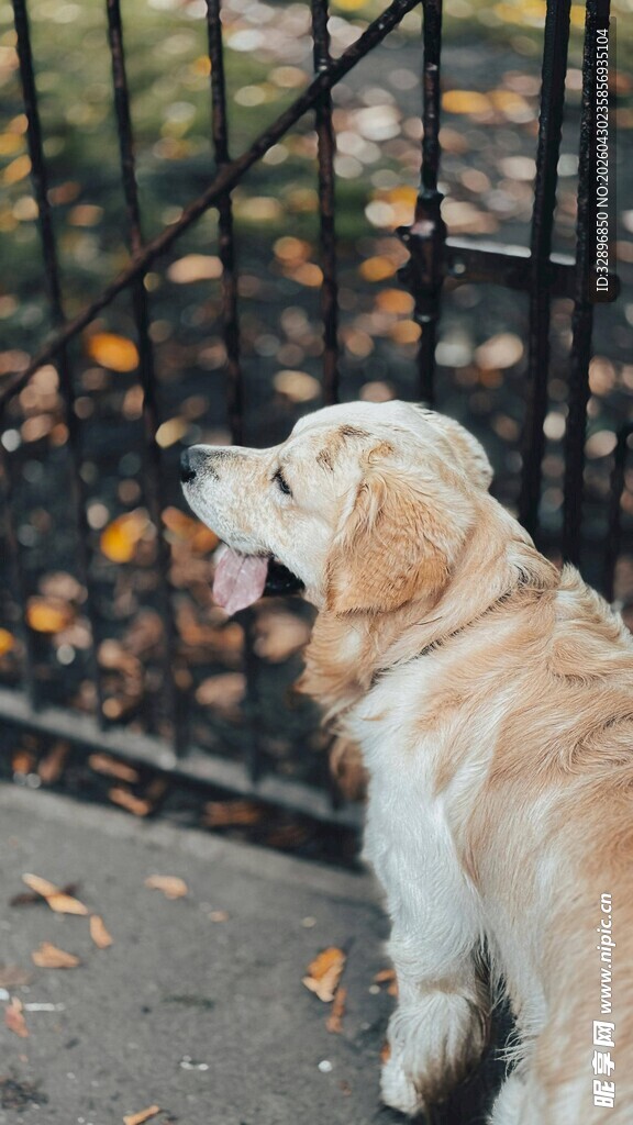 金毛犬仰头望围栏外