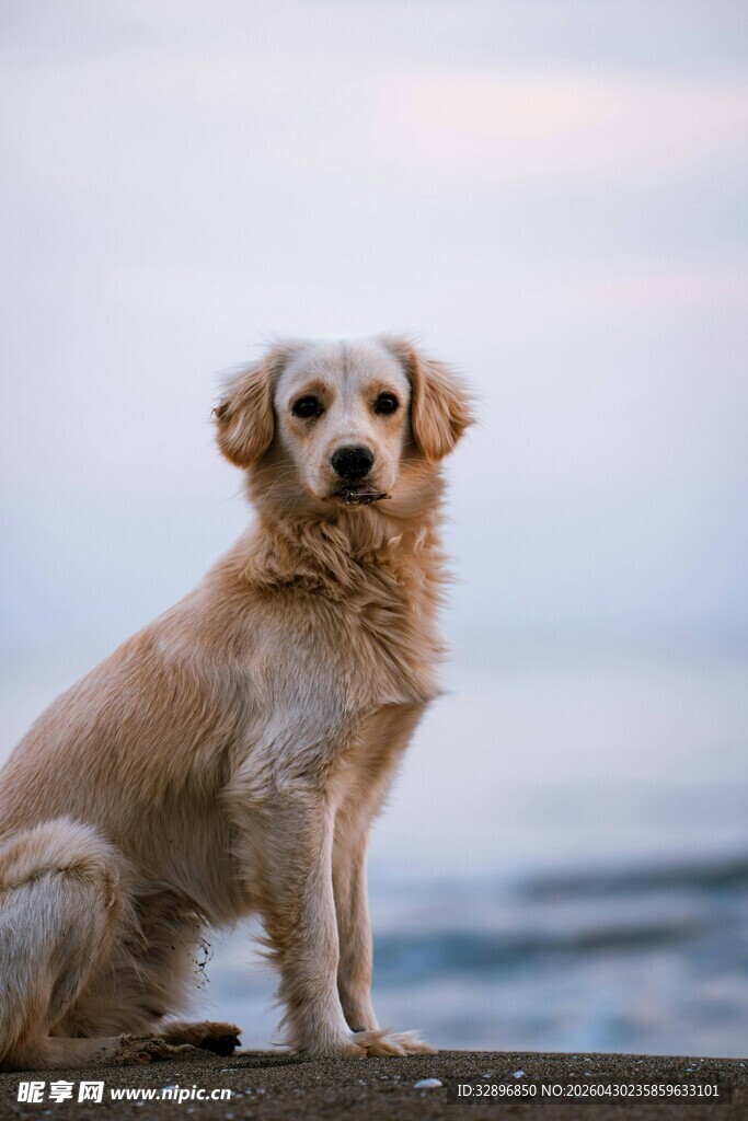 海边的金毛犬
