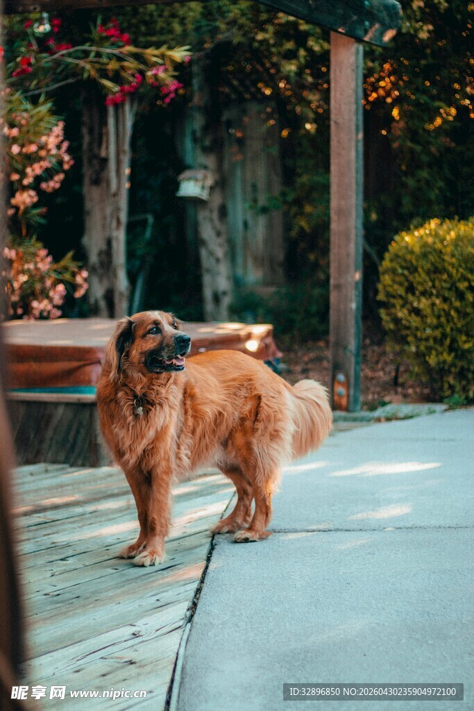 庭院中漫步的长毛宠物犬