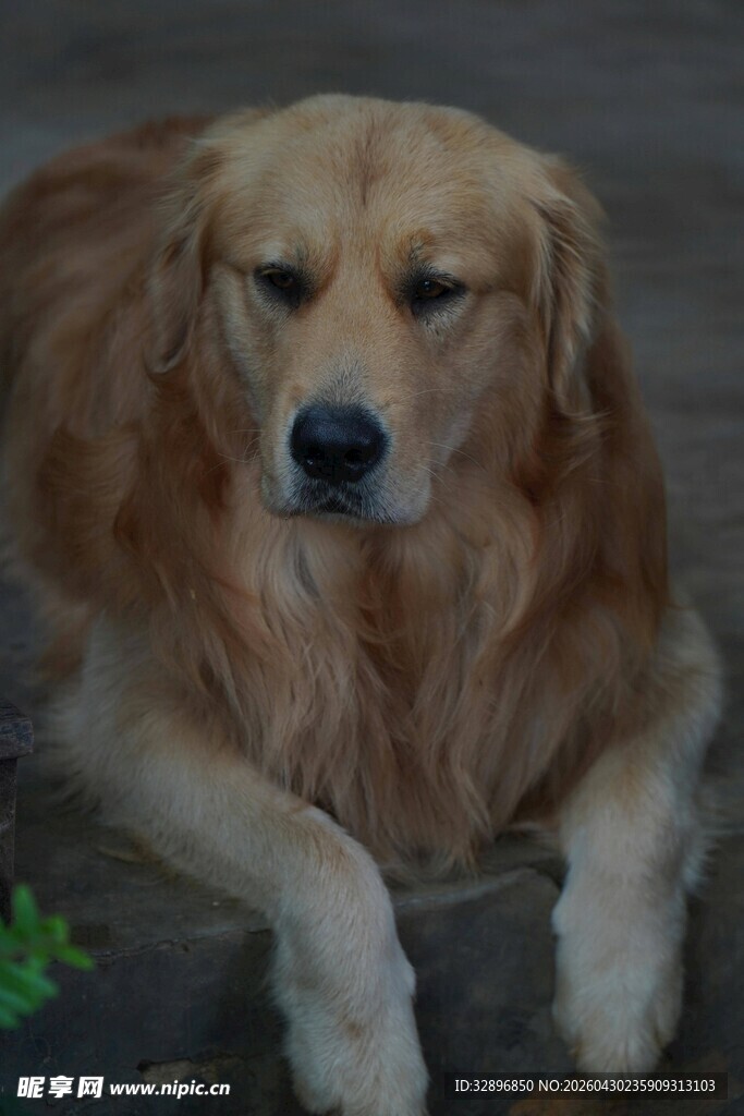 趴着的金毛犬