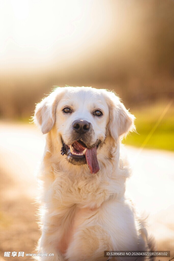 阳光下的可爱金毛犬