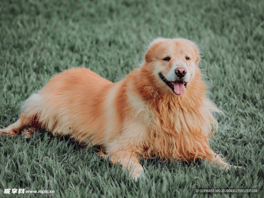 金毛犬悠闲趴于绿草地上