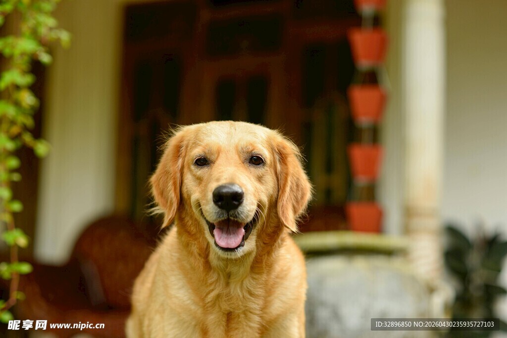 可爱金毛犬张嘴露笑