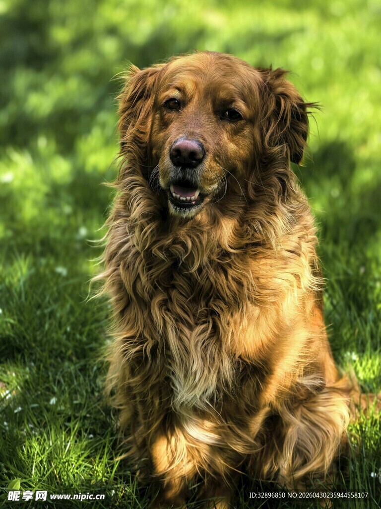 阳光下的棕色长毛犬