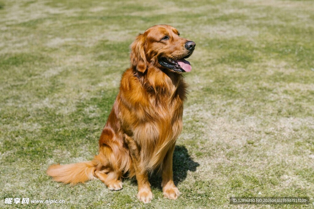 阳光下的金毛犬