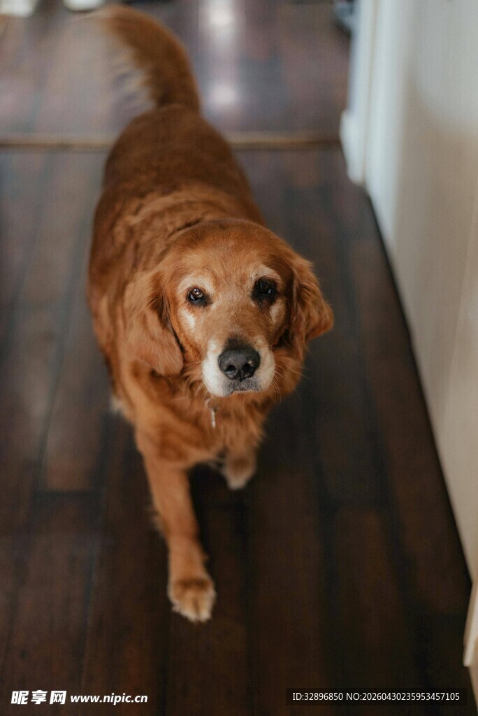 可爱金毛犬在木地板上