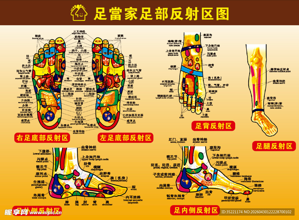 足部反射区全视图展示