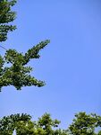 蓝天映衬下的翠绿树枝