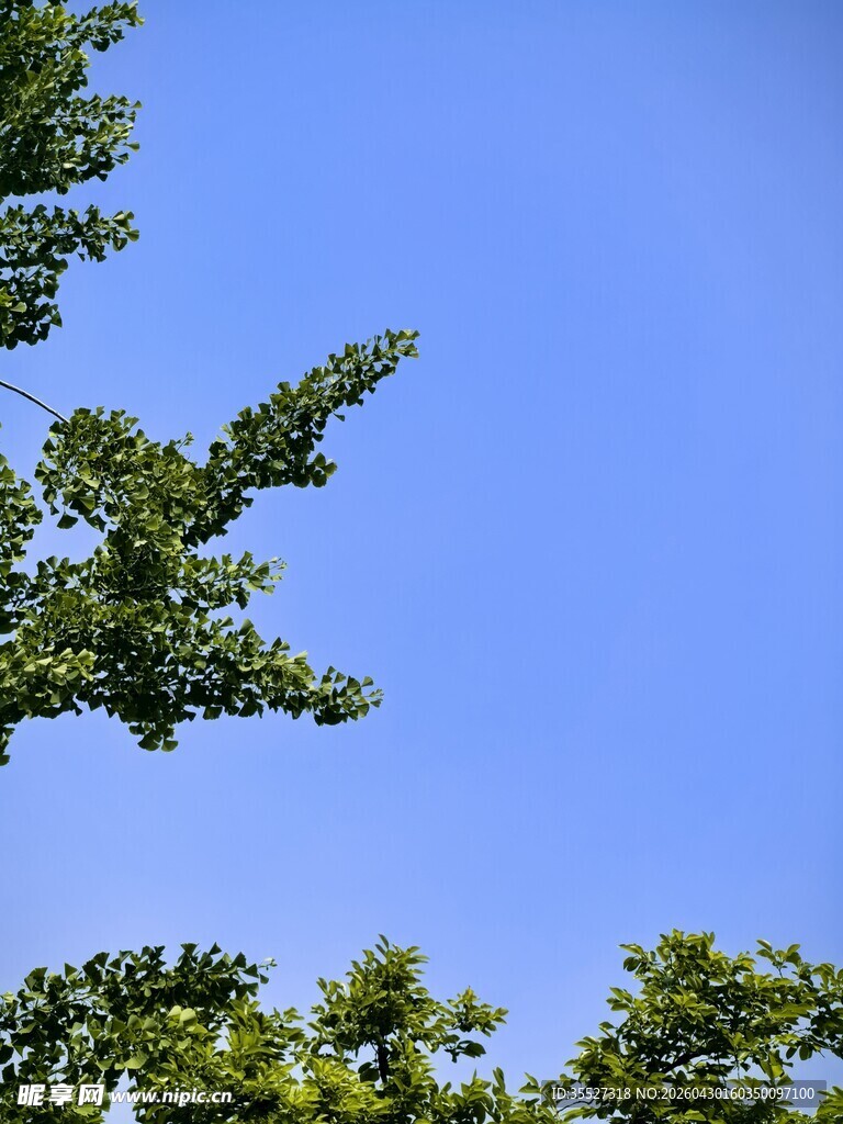蓝天映衬下的翠绿树枝