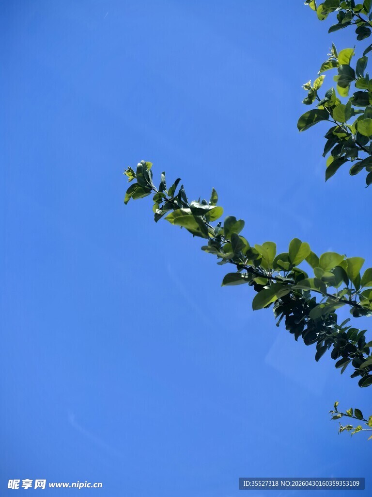 蓝天映衬下的翠绿枝叶