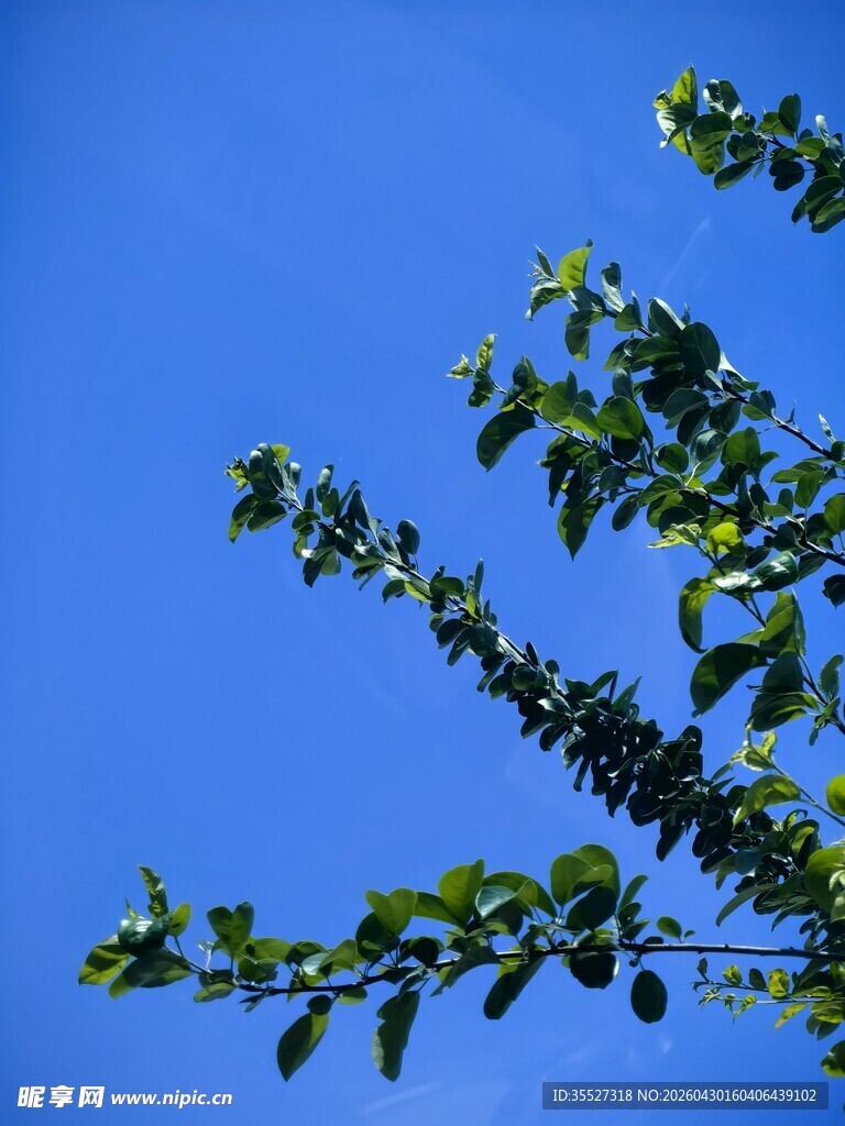 蓝天绿叶树枝美丽景致