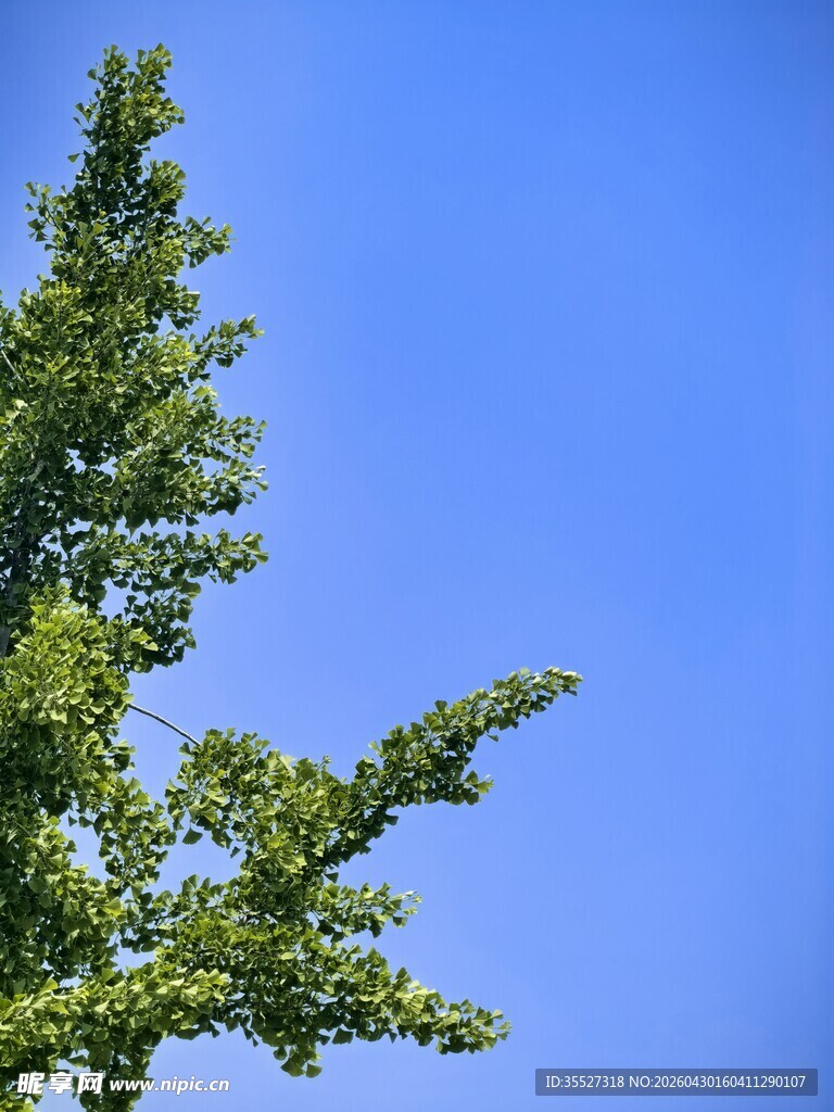 蓝天映衬下的翠绿树枝
