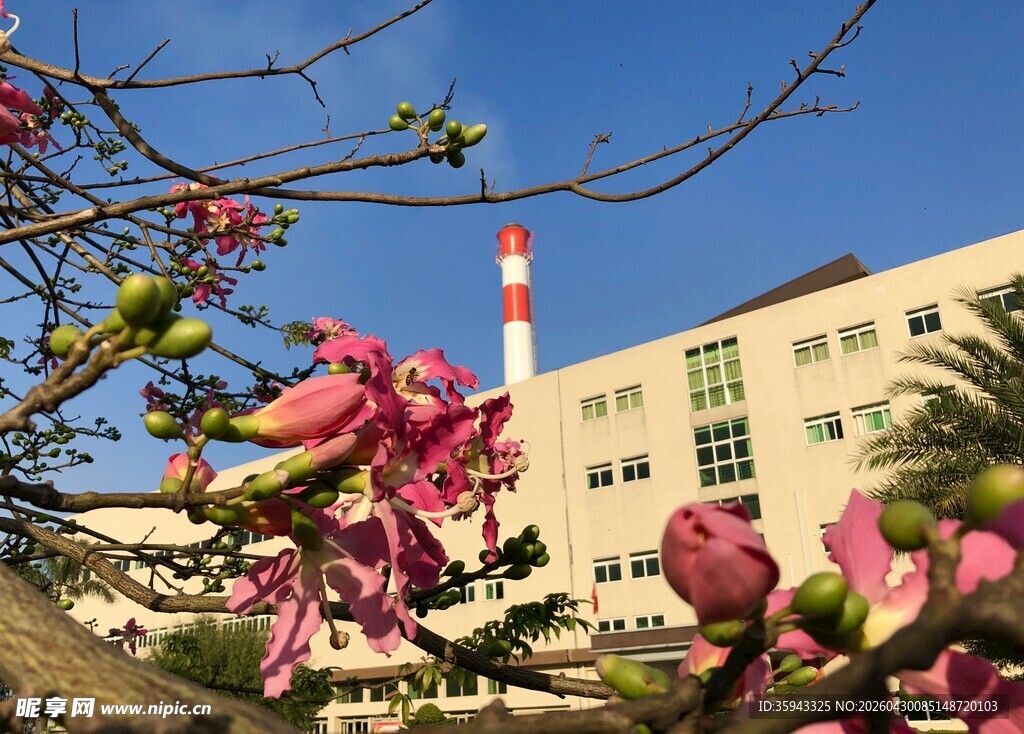 春日繁花映衬的建筑景观