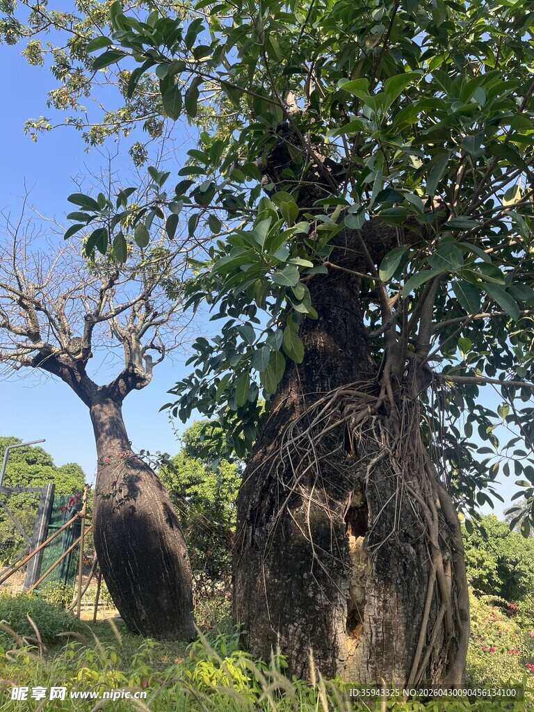 奇特造型的猴面包树