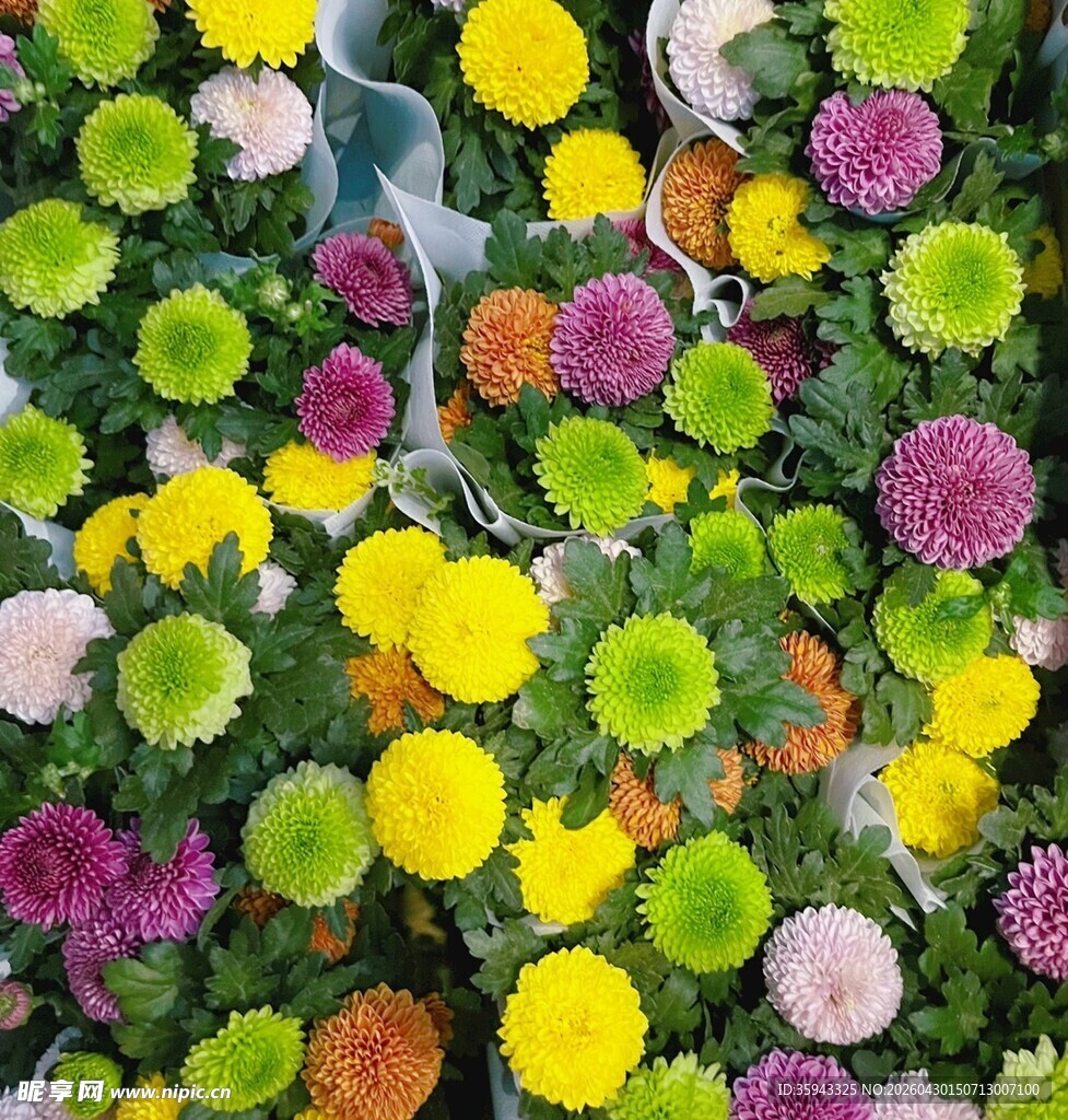 多彩菊花绽放的美丽景象