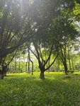 阳光洒落的静谧林间草地