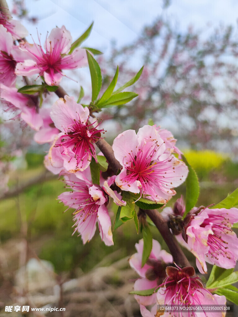 三月桃花开
