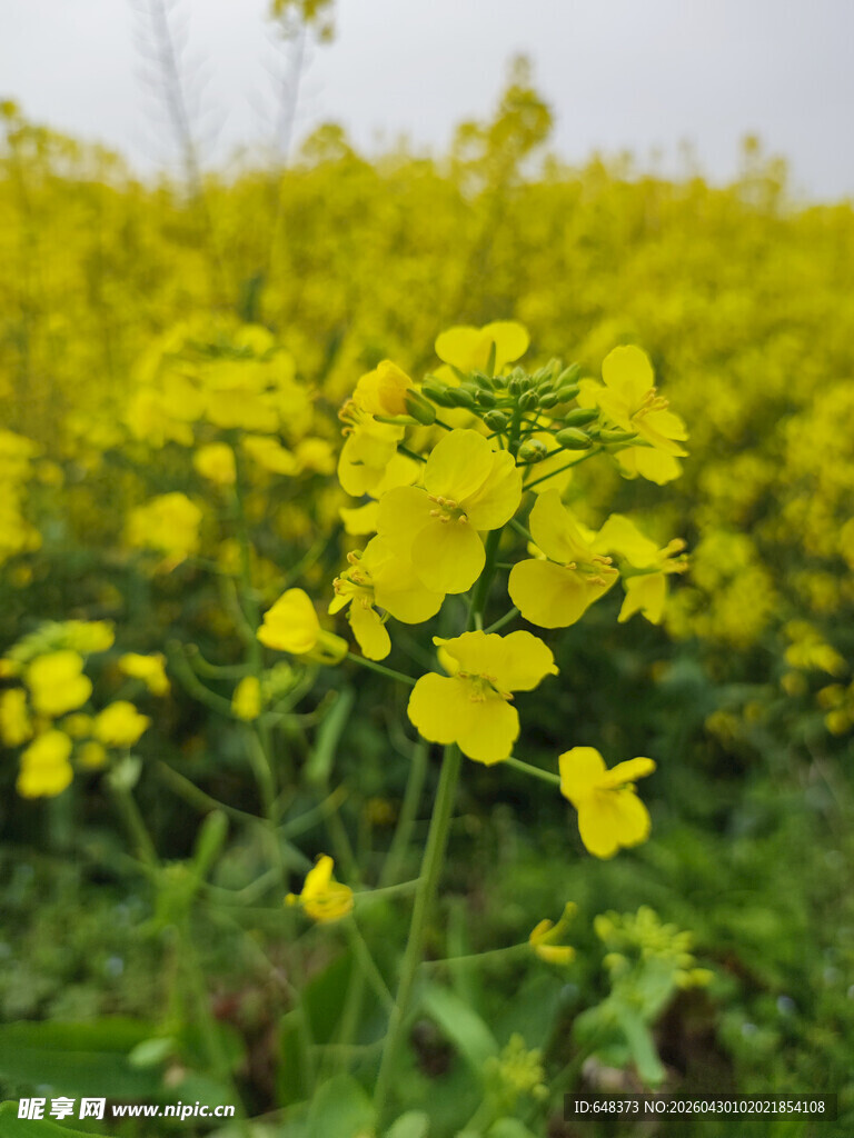 金黄的油菜花