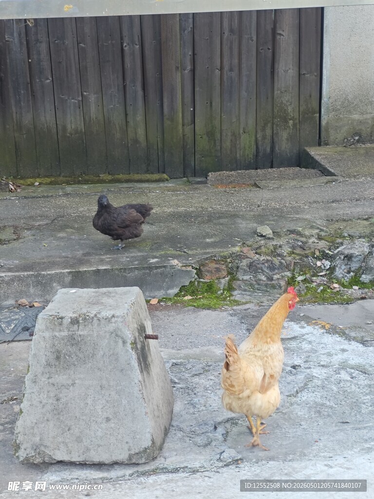 走地鸡