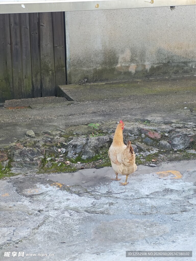 鸡