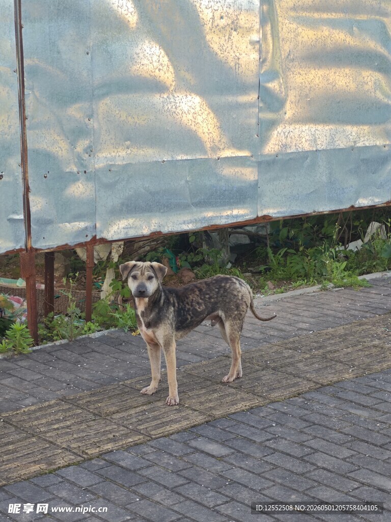 帅气狗狗