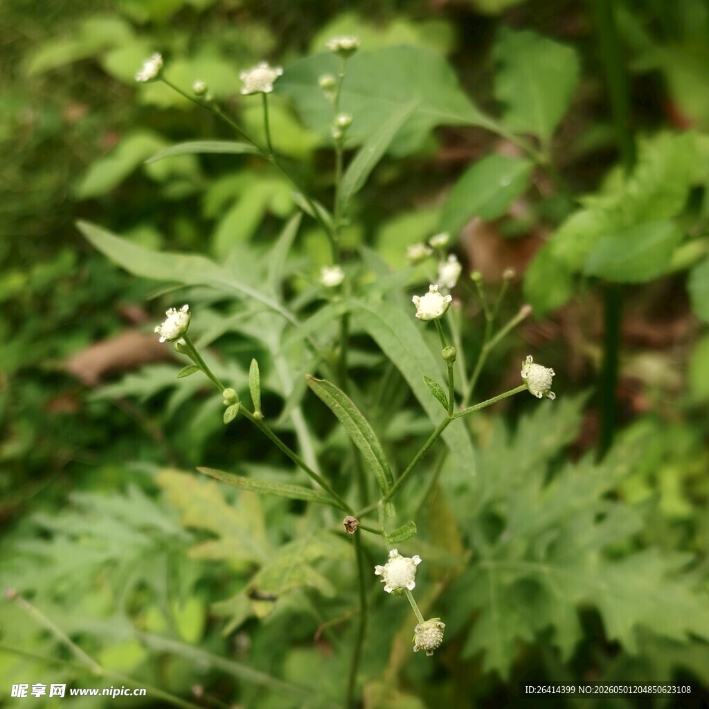 野外绽放的白色小花植物